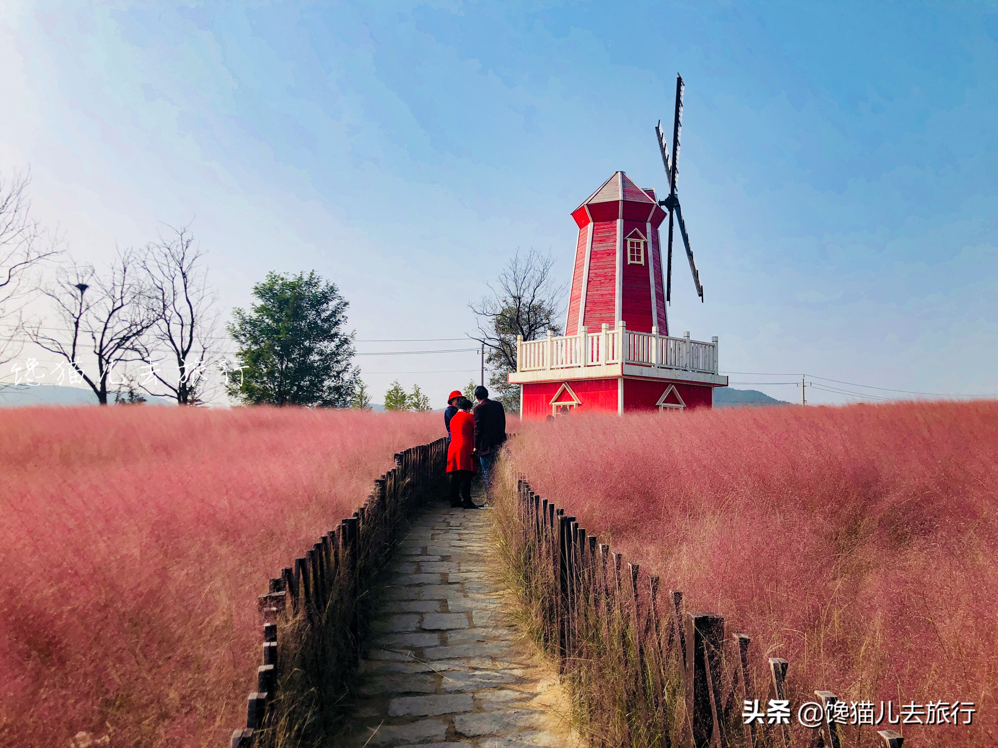 威海这种网红草,如何以一己之力,成为秋天里最受众人追捧的草?