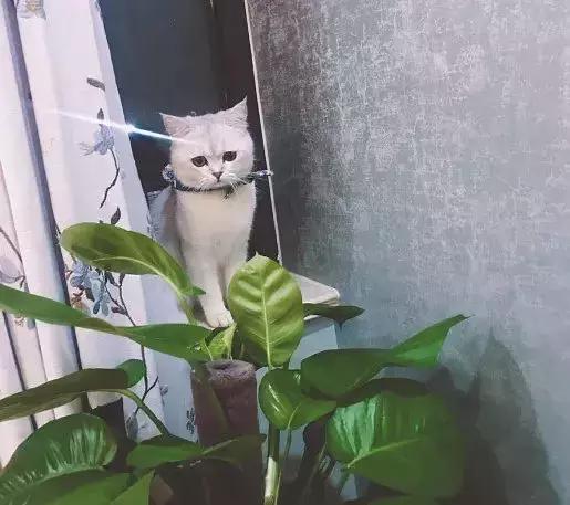 史上最走心的养猫攻略，内附大量经验之谈，全篇干货