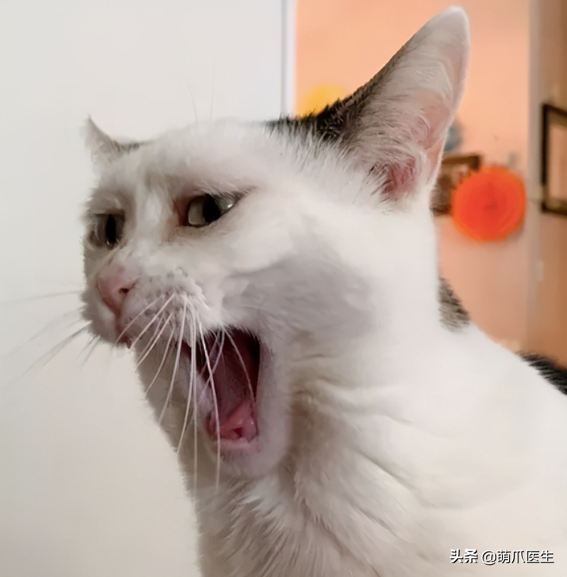 当一只猫有了脸,当一只猫长成了狗的样子