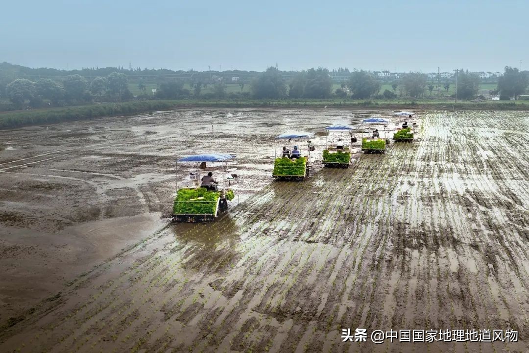 黑龙江和山东谁是农业大省,黑龙江和河南谁是第一粮仓