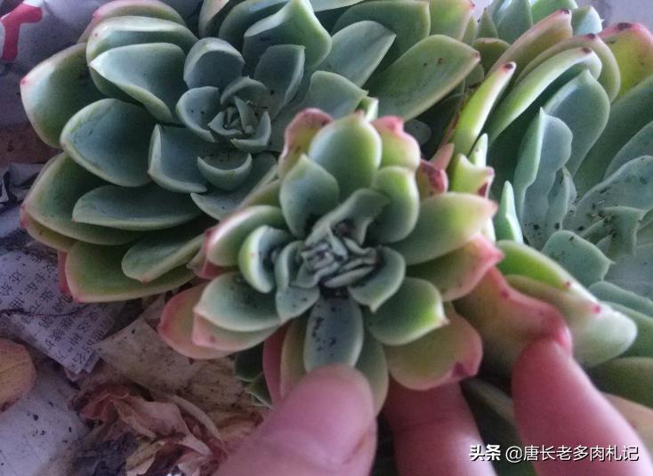 多肉蚜虫蚧壳虫,收到的多肉有蚜虫介壳虫还能种吗