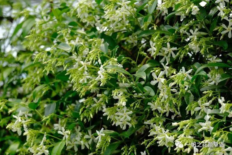 络石（Trachelospermumjasminoides）