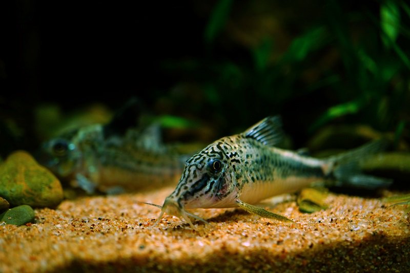 南美水族论坛推荐,南美水草造景论坛
