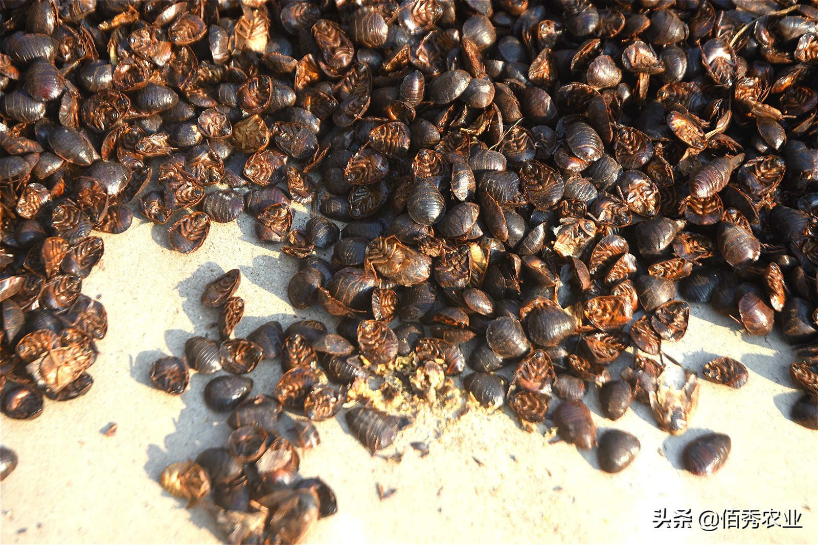 农村大姐养猪种菜,农村大姐养殖创业