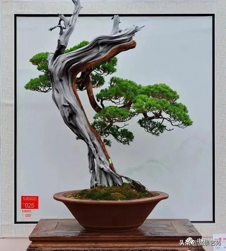 桩景类树种都有哪些,100种常见景观树种