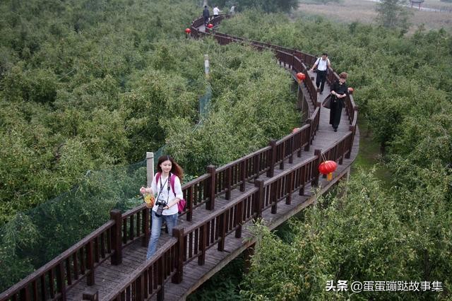 300多年老枣树至今仍结果，一斤卖到1000元