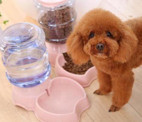 濡備綍缁欐嘲杩嫍鐙楁尋鑲涜吅,鎬庝箞缁欐嘲杩嫍鐙楁尋鑲涜吅