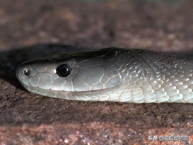 黑曼巴蛇的特征,黑曼巴蛇有多恐怖能秒杀非洲狮