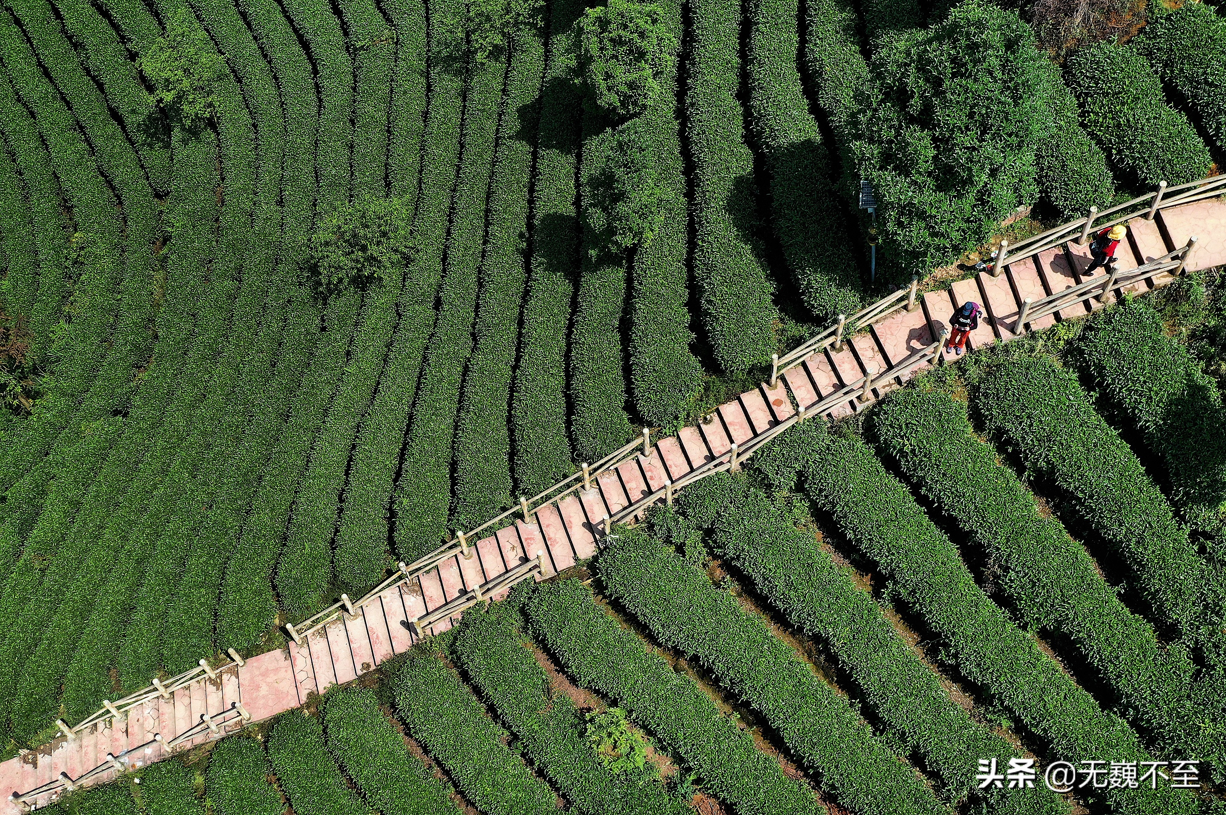 四川雅安牛碾坪万亩观光茶园绿道,雅安旅游景点十大排行榜牛背山