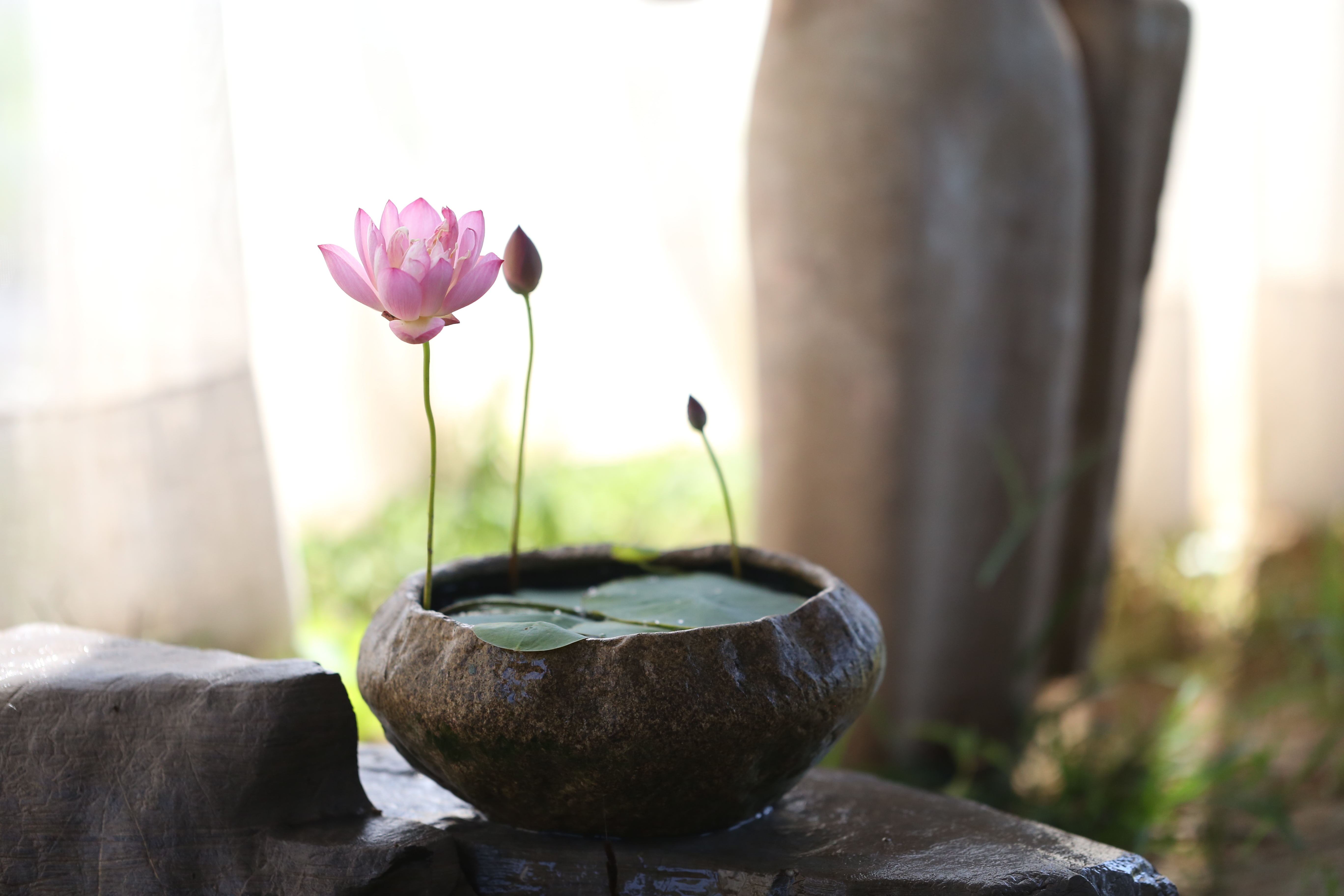 碗莲的种植方法详解图片大全,碗莲一年四季都可以种吗图片