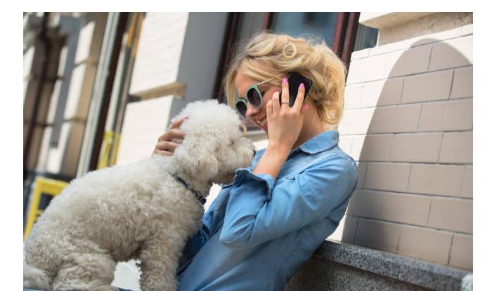 比熊犬这5部位碰不得,比熊身上有些地方的毛不是特别白