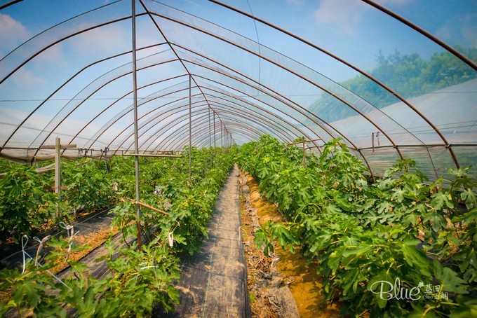 在江苏句容不光可以玩茅山，乡村旅游也做得很不错，游客都很赞