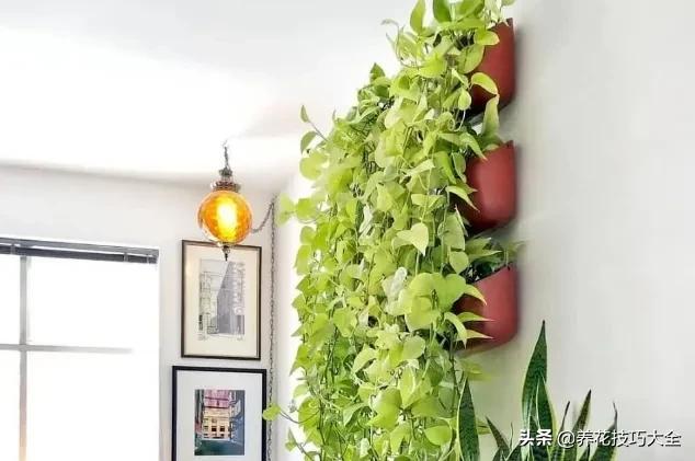 绿萝怎么修剪扦插成活率高,绿萝要剪多长的枝来扦插