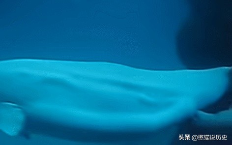 海洋里的哺乳动物是怎么哺乳的,海洋哺乳动物怎么喝水