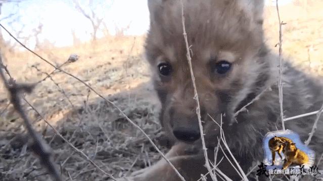 哈士奇养成狼,狼被养成了哈士奇