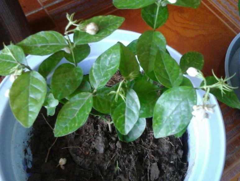 茉莉叶子发黄长蜘蛛网,盆栽茉莉有红蜘蛛怎么办