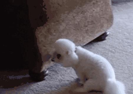 狗狗的这些动作可要注意了,狗狗这几个动作代表着什么