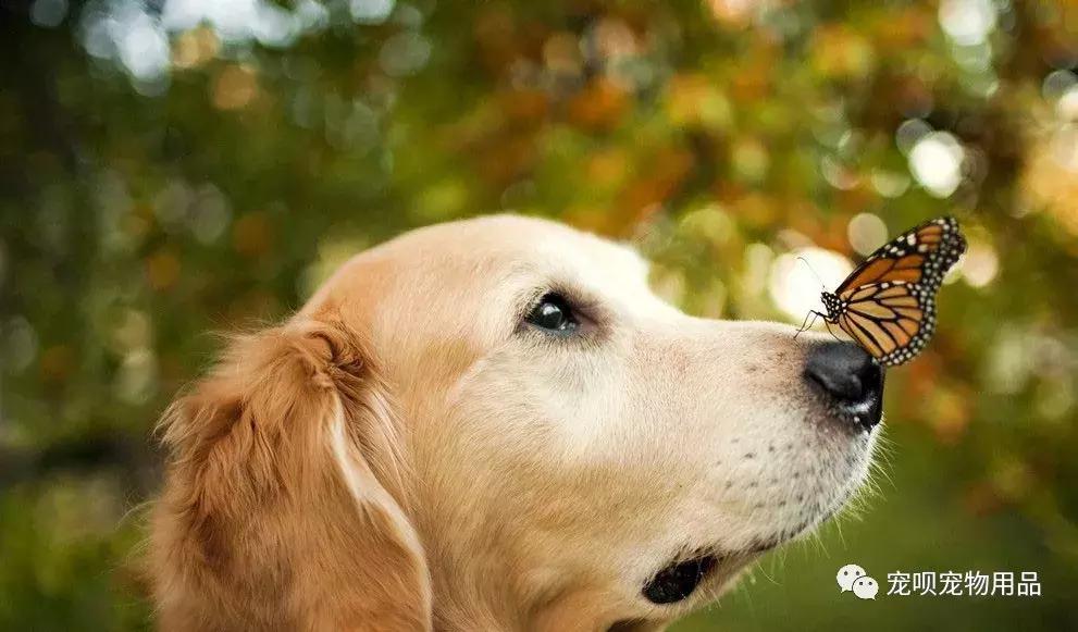 狗狗的嗅觉好不好怎么看,怎么通过狗狗的鼻子判断狗狗生病