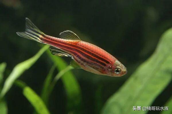 你熟悉但又不了解的鱼