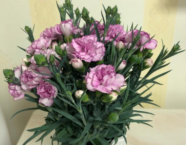 康乃馨怎么养才能快速开花,康乃馨开完花第二年还会开花吗