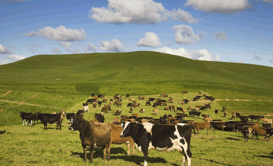 婢虫床涓浗鐗涜倝浼佷笟,婢虫床鐗涜倝鏈潵鍙戝睍瓒嬪娍