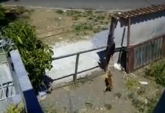 关在家里的母狗突然怀孕，主人百思不得其解，看完监控怒了