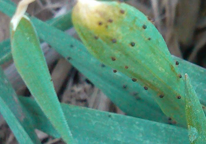 小麦地红蜘蛛怎样防治效果好,小麦红蜘蛛防治