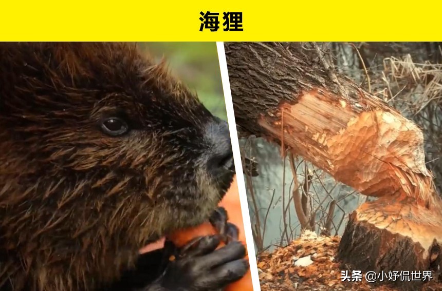 10种动物并没有你想象的那么危险,十种最可怕的动物但很可爱