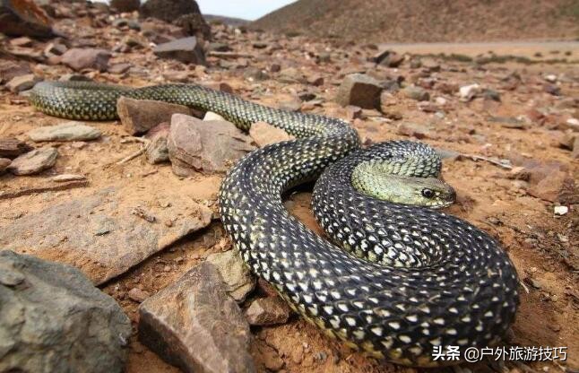 美军单兵野外生存技巧,美军野外生存装备清单