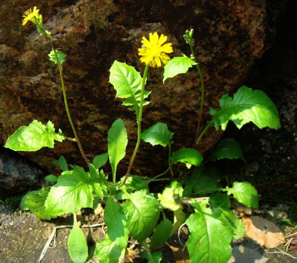 看看这些野菜你们家乡有吗？