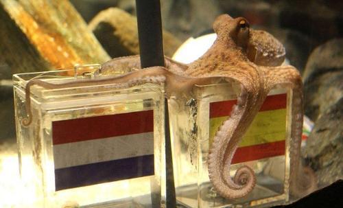 每个章鱼都有一个想要房子的梦想，“房奴”章鱼为何这么喜欢房子