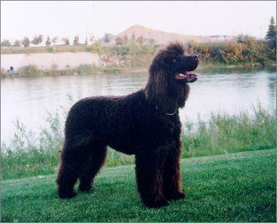 世界上所有的狗品种图片,世界最名贵的狗前十名及其简介