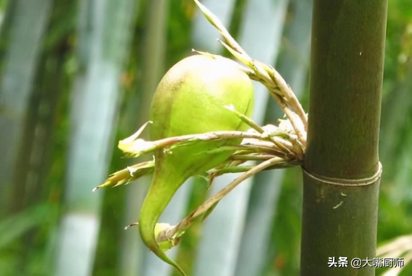 竹子开花结果而且果实又脆又甜,会开花结白籽的竹子