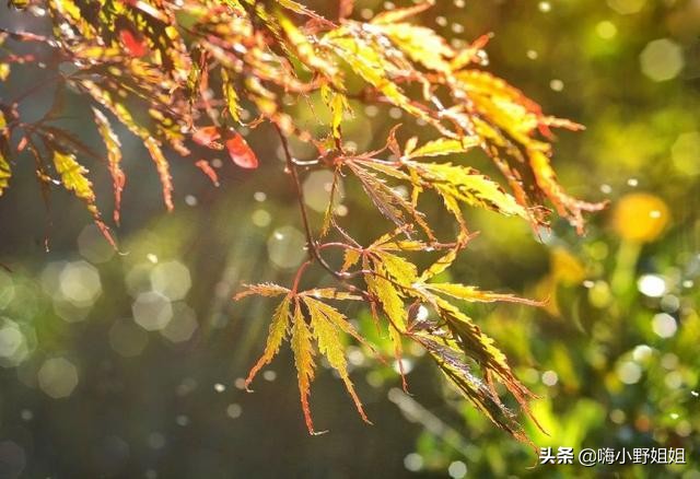 诗中寻汉字,诗中觅童趣