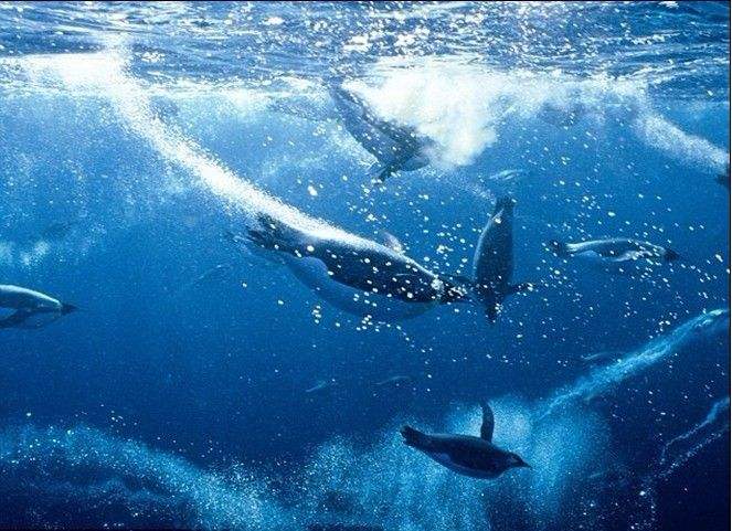 所有动物是怎么游泳的,小动物们是怎么游泳的