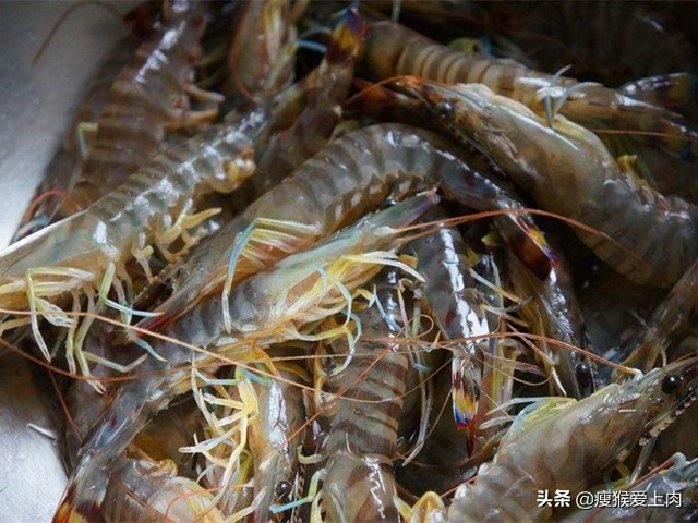 虾头到底能不能吃,所有虾的虾头为什么不能吃
