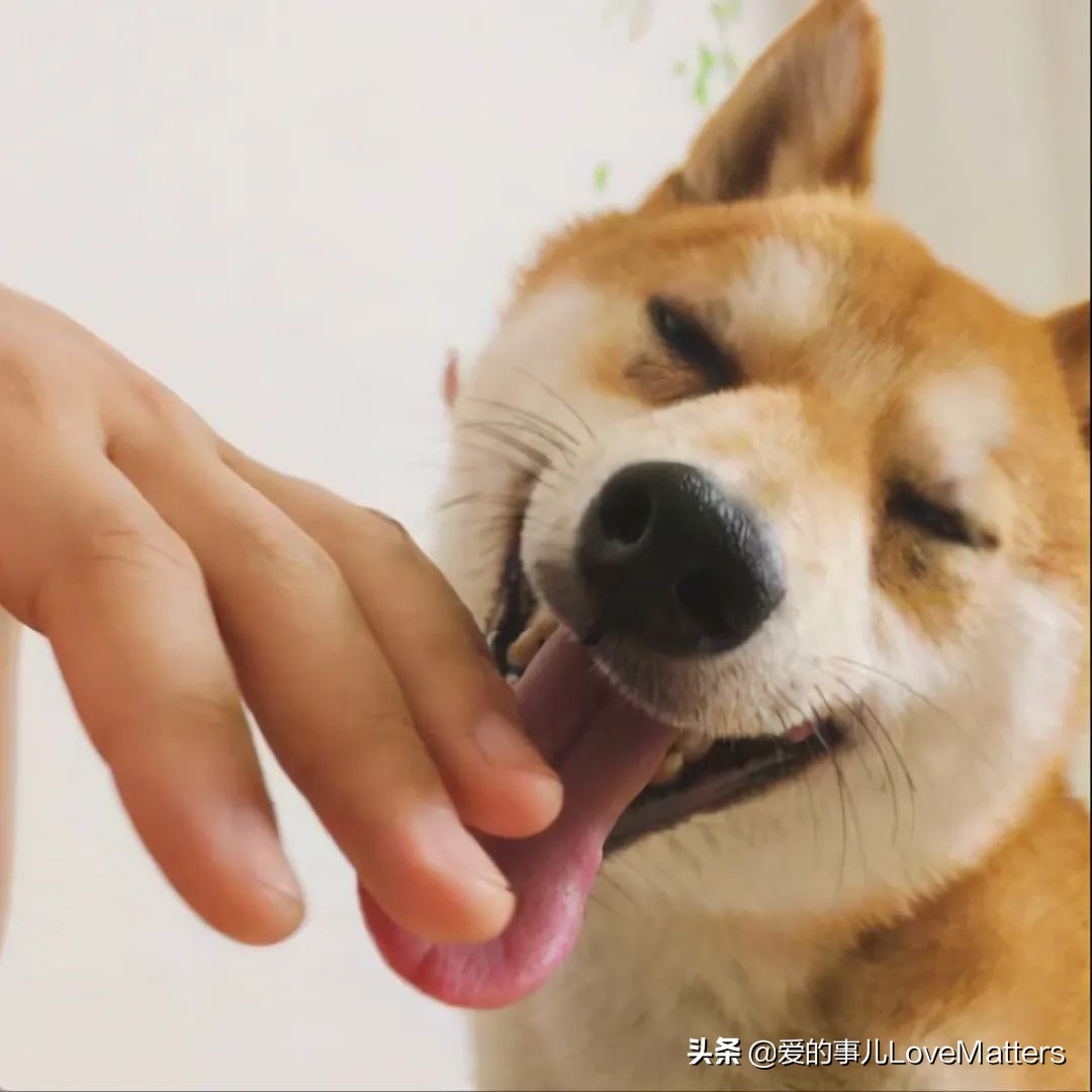 舔狗永远是舔狗,舔狗是侮辱性词语么