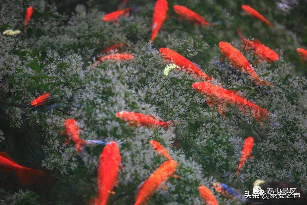 三月三蟠桃会王母娘娘聚群仙,又是一年三月三王母娘娘蟠桃会