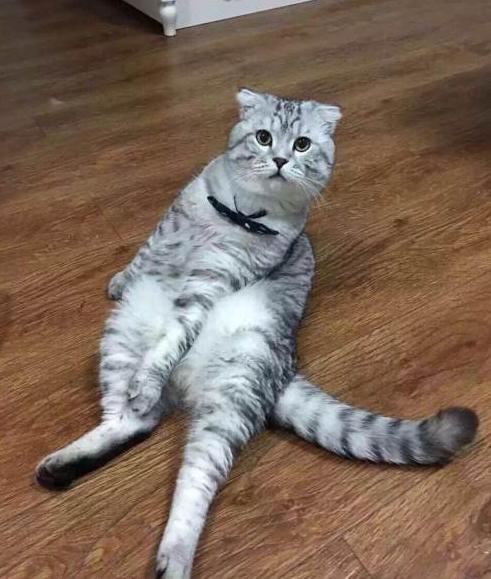 英国短毛猫究竟有多少种颜色,英国短毛猫十种受欢迎的毛色