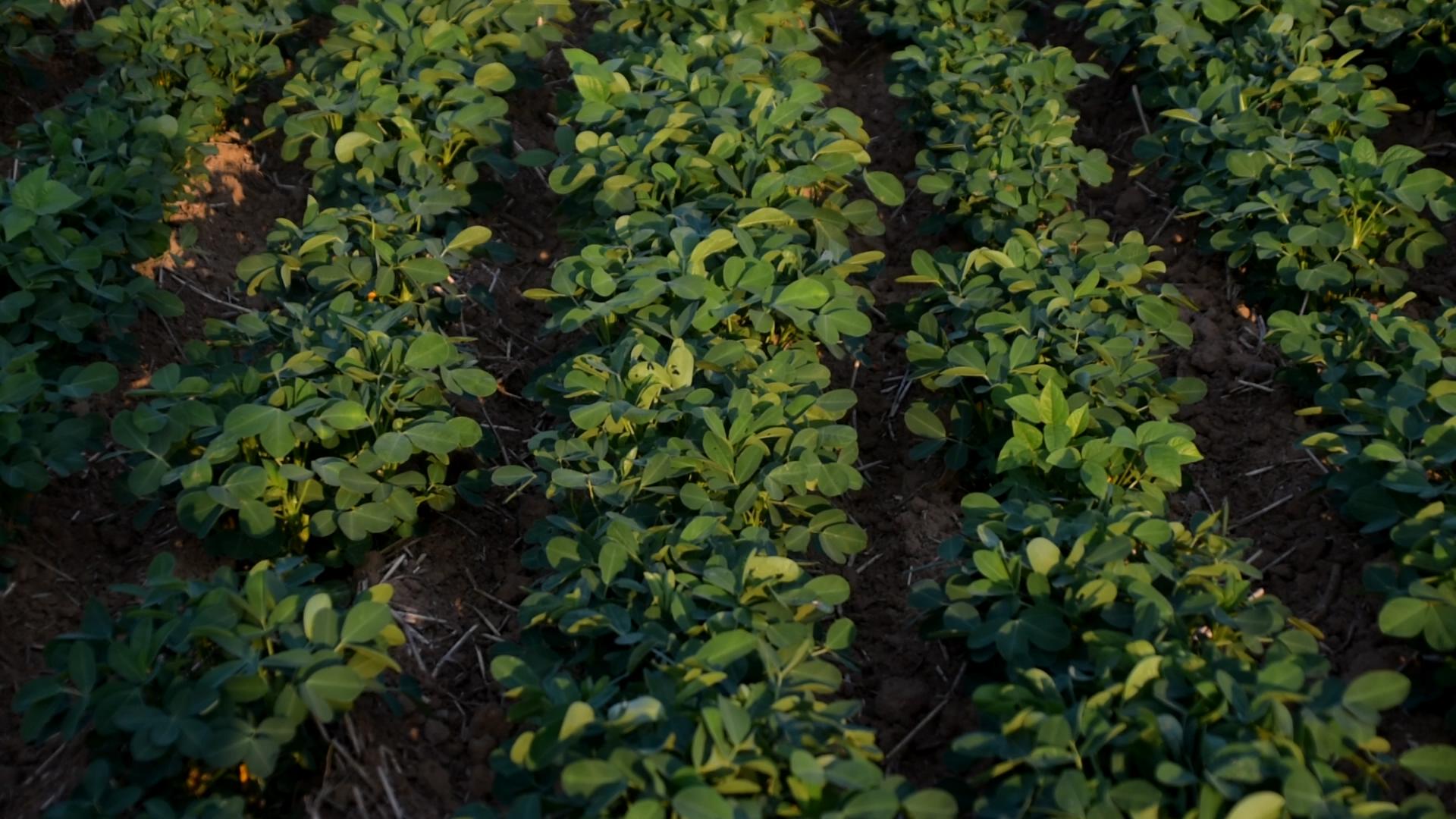 花生种植技术与病虫管理,花生种植与病虫管理