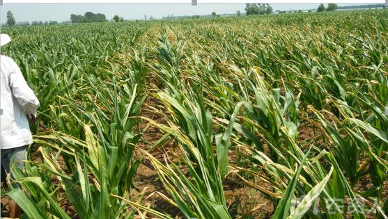 玉米花生种植高产技术,玉米高产高效种植技术