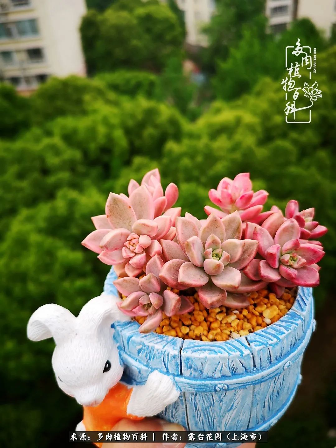 这6种多肉又粉又可爱萌翻少女心,粉粉萌萌的多肉有哪些