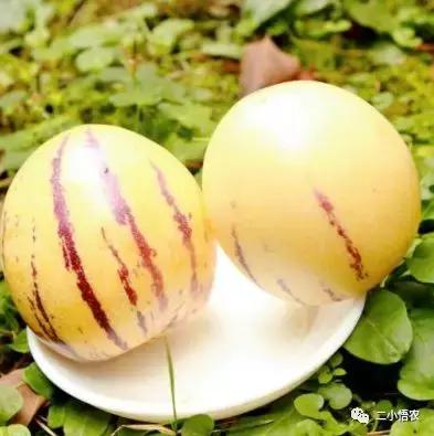 进口高端水果种植,种植技术难经济效益高的水果