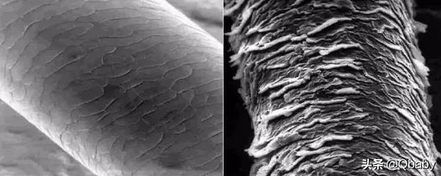 防脱育发洗发水成分表,生发固发洗发水成分表