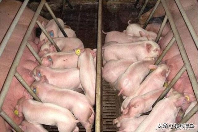 母猪产前产后怎样管理,母猪产后饲养技术和管理总结