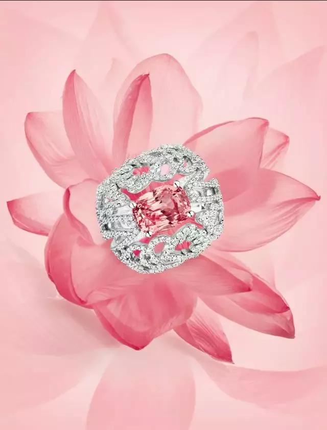 最完美的帕帕拉恰,帕帕拉恰是啥玩意