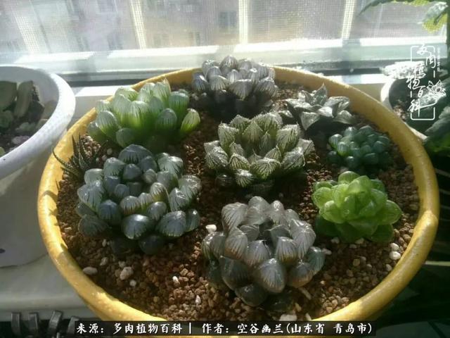 多肉最美的时光,多肉惊艳我的时光