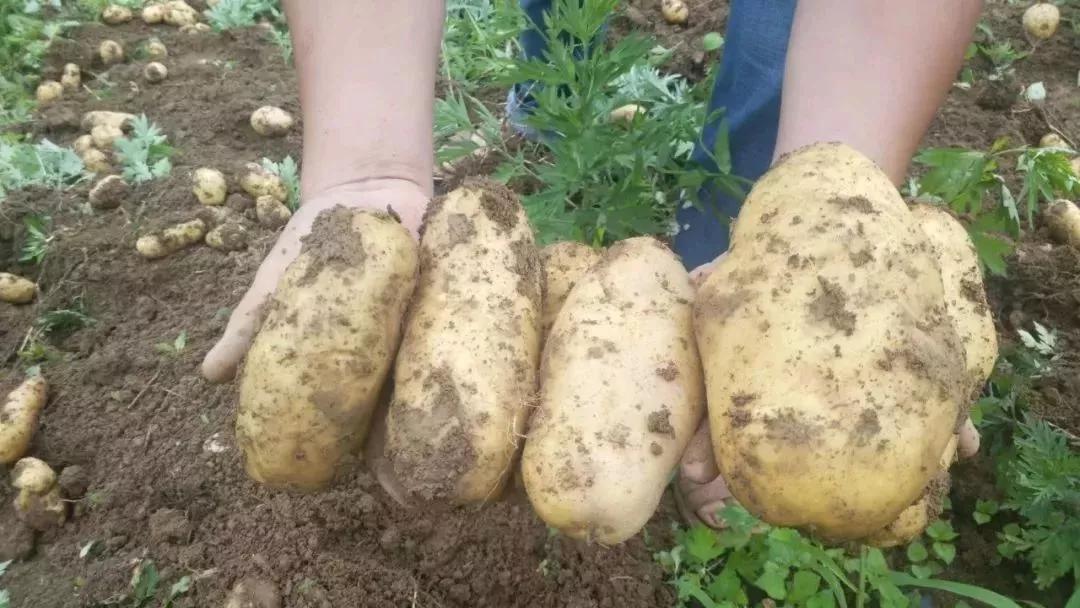 鍗佸牥瓒呭叏钄彍姘存灉,鍗佸牥鏂伴矞姘存灉