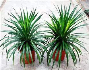 养花如何不把花养死,养花老是养死