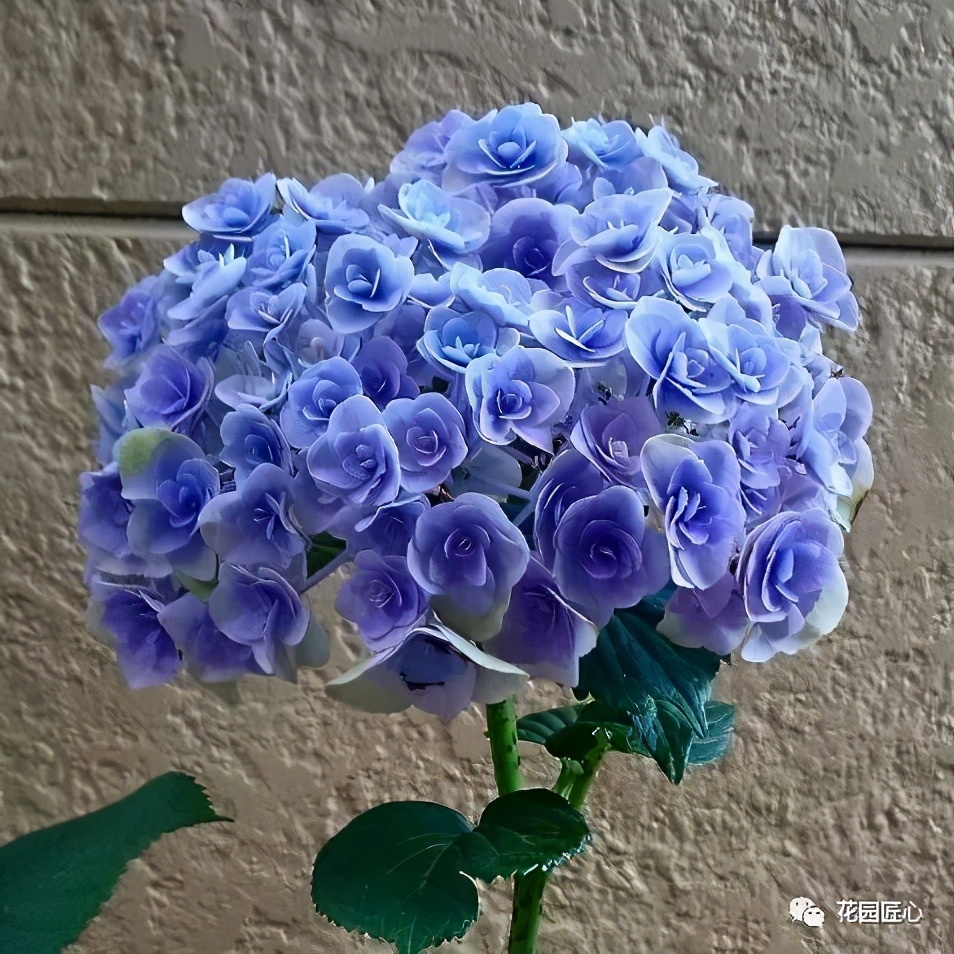 最漂亮的十种绣球,最省心的绣球